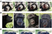 五夫临门国际最新研究：机器人“打哈欠” 黑猩猩被传染