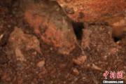 五夫临门江西发现蜘蛛新物种 为研究呵叻蛛属适应区域提供依据