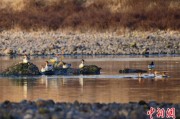 五夫临门歙县完成安徽首个县域生物多样性调查 共记录物种近4千种